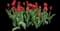 Tulip 'Flying Dragon' — design image 1