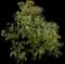 Carolina Cherry Laurel — design image 1