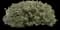 Daphne Shrub — design image 2