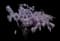 Chinese Wisteria — design image 1