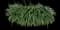 Lily Turf Grass — design image 15