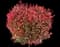 Chinese Photinia — design image 1