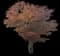 Japanese Maple Tree — design image 20