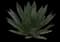 Shaw's Agave — design image 8