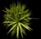 Spineless Yucca — design image 4