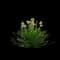 Flowering Onion — design image 9