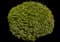 Boxwood Shrub — design image 14