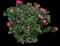 Tropical Hibiscus Tree — design image 14
