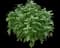 Spicy basil — design image 1