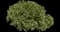 Ivory Halo® Variegated Dogwood — design image 18