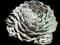 Mexican snowball — design image 2