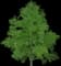 Grey Alder — design image 1