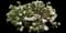 Carol Mackie Daphne — design image 7