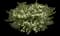 Enchantia White Cuphea — design image 1