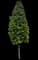 Tamanu Tree — design image 2