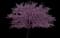 Eastern Redbud Tree — design image 2