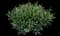 Cherry Laurel Shrub — design image 12