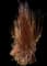 Little Bluestem Grass — design image 1