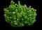 Bottlebrush Light Show® Red — design image 1