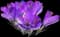 Saffron Crocus — design image 2