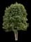 Nellie Stevens Holly — design image 1