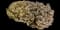 Moss Campion — design image 2