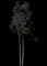 Lemon-scented gum — design image 1