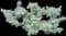 Silver Sage — design image 5
