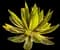 McKelvey's century plant — design image 2