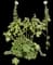 Hollyhock — design image 4