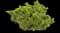 Prince of Wales Creeping Juniper — design image 2