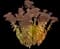 Showy stonecrop — design image 16