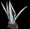 Blue American Agave Plant — design image 12