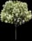 Glossy Privet — design image 1