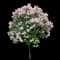 Miss Kim Lilac — design image 2