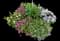 Sweet Alyssum (Lobularia) — design image 5
