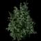 Butterfly Bush — design image 6