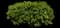 Pittosporum Mojo® — design image 9