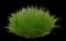 Appalachian Sedge — design image 1
