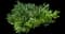 Cherry Laurel Shrub — design image 3