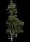 Southern Magnolia — design image 7