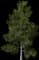 Paper Birch — design image 3