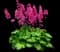 Timeless Glow coral bells — design image 1