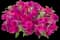 Petunia — design image 2