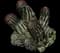 Ram's Horn Aloe — design image 3