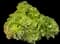 Tree Aeonium — design image 6