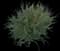Scotch Broom Plant — design image 1