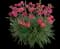 Delilah™ Bicolor Magenta Dianthus - Pinks — design image 1