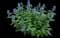 Blue giant hyssop — design image 2