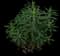 Leafy spurge — design image 5